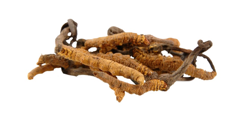 CORDYCEPS SINENSIS